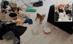 Koku Yüzünden Taşındılar! Bolu'da Hayvan İhmali Skandalı