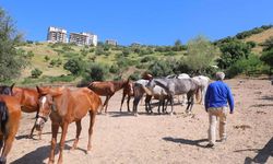 Kahramanmaraş’ta "dört nala" operasyon! Atların sahibine müjde