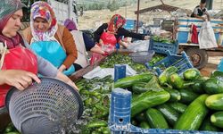 Kahramanmaraş'ta hasat bereketi: Salatalık hasadı başladı