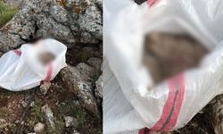 Elbistan'da Üzücü Manzara: Bir Canlı Vahşice Katledildi