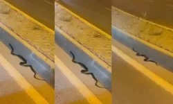 Kahramanmaraş'ta yılanlar köyden şehre indi! Dört bir yanda kol geziyorlar