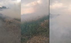 Kahramanmaraş'ta yıldırım nedeniyle buğday alanı zarar gördü