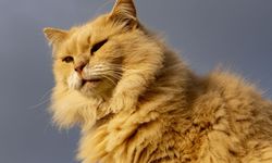 Turuncu Kedi Bakımı: Sarı kedilerin beslenme ve karakter özellikleri nelerdir?