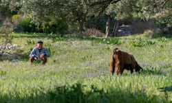 Türkiye Meralarının Yarısından Fazlasını Kaybetti
