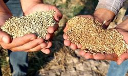Kahramanmaraş'ta Buğday ve Arpa Fiyatları Netleşti: Sert Buğdayda Büyük Hareketlilik!