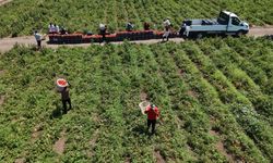 Hatay’da Hasat Başladı: Domates Tarlada 15 TL, İşçi Yevmiyesi 1100 TL