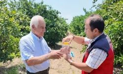 Kahramanmaraş’ta "Faydalı Böcek" Seferberliği: Narenciyede Kimyasala Son!