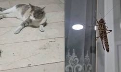 İstanbul'da Dev Çekirge Alarmı: Mahalleleri İstilaya Uğradı!