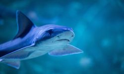 Kocaeli Körfez Aqua'da Dalgıçlar Balıkları Elle Besliyor