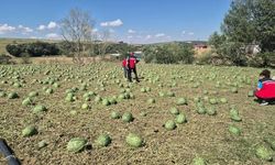 Tekirdağ'da Dolu Felaketi: 35 Bin Dönüm Tarım Arazisi Yerle Bir Oldu!