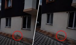 Kahramanmaraş'ta apartmanda yılan paniği! Vatandaşlar büyük korku yaşadı