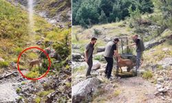 Kahramanmaraş'ta yaralı dağ keçisi tedavi edildikten sonra doğaya salındı