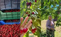 Kraliçe Elizabeth'e bile gönderilmişti... Kahramanmaraş'ta hasadı başladı