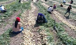 Patates Fiyatlarında Rekor Artış: Tarladan Markete Yüzde 230 Zam