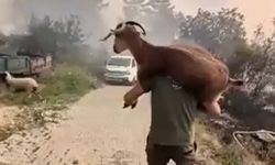 Seydikemer Orman Yangınında Vatandaştan Keçi Kurtarma Operasyonu
