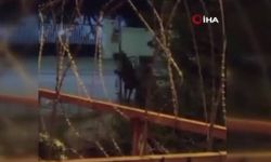 Arnavutköy'de Hayvana Şiddet Uygulayan Şahıs Aranıyor