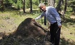 Yozgat'taki Dev Karınca Yuvaları Görenleri Şaşırtıyor