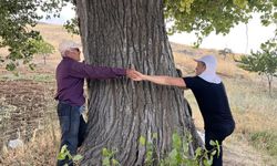 Kahramanmaraş'ta 300 yıllık kavak ağacı