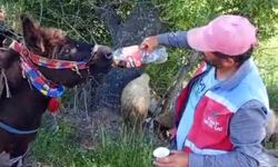 Kahramanmaraş’ta ‘Vefalı Güllü’ Sosyal Medyanın Gözdesi Oldu