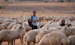 Kırıkkale'de Sahte Bağlama Oyunu: Hayvan Hırsızlığı Çözüldü