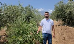 Hatay'da Arazisinden İzinsiz Sumak Toplanan Vatandaş Tepkili