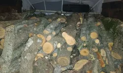 Kahramanmaraş'ta ağaç katliamı! Şüpheli yakalandı