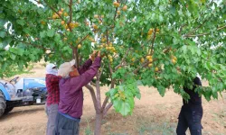 Kahramanmaraş'ta Susuz Yayla Mucizesi: 500 Ağaçla 4 Ton Verim