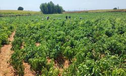 Adana'da tarladan bir ton biber çalındı