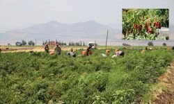 Gaziantep İslahiye’de Kırmızı Biber Hasadı Başladı