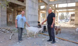 Kahramanmaraş'ta Yürek İster Görüntü: Sanayi Esnafı Kayıp 9 Keçi İçin Saatlerdir Nöbette!