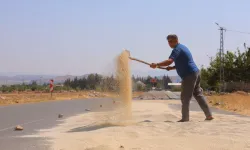 Kahramanmaraş’ta ak darı bereketi: 8 bin dönüme yakın ekim yapıldı