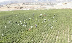 Kahramanmaraş'ta en acı hasat başladı! Fabrikada bambaşka bir lezzete dönüşüyor