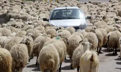 Kahramanmaraş’ta koyun sürüsü nedeniyle zincirleme kaza: 5 kişi yaralandı