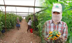 Kahramanmaraş'ta toplamak için çok kısa süreleri var! Tarlada 30 liradan, marketlerde 60 liradan satılıyor