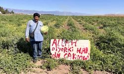 Hatay'da karpuz tarlasında hırsızlık nöbeti