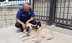 Kedi ve Köpek Arasındaki Ezber Bozan Anne Sevgisi