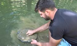 Türkiye’nin Derelerinde Altın Arıyor: Günde 5 Gram
