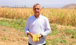 Kahramanmaraş'ta Mısır Hasadı Başladı: Verimde İklim Kaybı