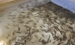 Kahramanmaraş'ın  göllerine 926 bin sazan bırakıldı