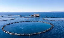 Kahramanmaraş Su Ürünleri Desteklerinde Rekor Artış