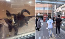 Tokat'taki Norovirüs Salgınında Evcil Hayvan Detayı