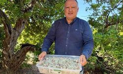Çeşme'de Damla Sakızı Hasadı: Kilosu 50 Bin Lirayı Buluyor