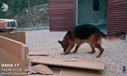 Daha 17 Mernuş Kimin Köpeği, Cinsi Ne? Sahibi ve Irkı Hakkında Merak Edilenler