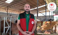 Kahramanmaraş'ta Şap Uyarısı: Belirtiler ve Önlemler