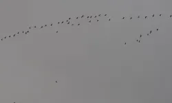 Kahramanmaraş Sulak Alanları Göçmen Kuşları Ağırlıyor