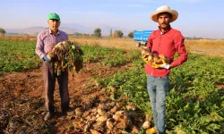 Kahramanmaraş’ta 500 Bin Tonluk Rekolte Heyecanı: Şeker Pancarı Hasadı Başladı!