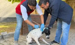 Kahramanmaraş'ta evcil hayvanı olanlar dikkat: 230 hayvana birden yapıldı!