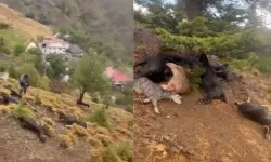 Kahramanmaraş'ta yıldırım faciası... Titreye titreye can verdiler