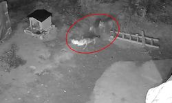 Sivas Divriği'de kurt sürüsü köpeğe pusu kurdu