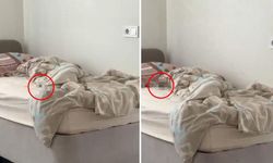 KYK yurdunda fare skandalı: Öğrenciler tepkili